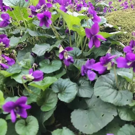 公寓 La Casa Dell'ortensia - 1937 *